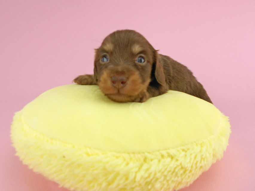 カニンヘンダックス パセリ & ナイトの子犬 チョコイエロー（チョコクリーム） 男の子 お写真初登場