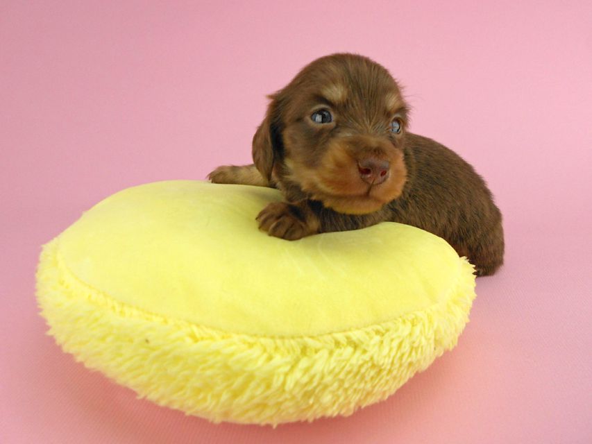 カニンヘンダックス パセリ & ナイトの子犬 チョコイエロー（チョコクリーム） 男の子 お写真初登場