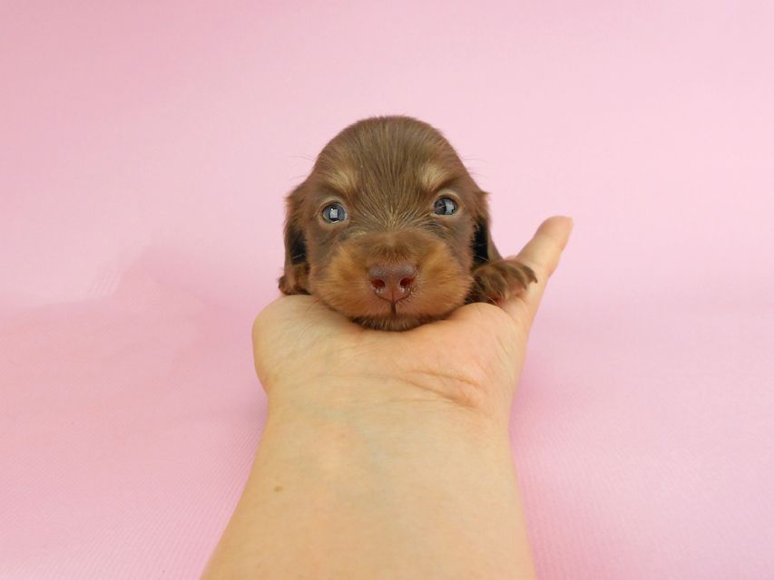 カニンヘンダックス パセリ & ナイトの子犬 チョコイエロー（チョコクリーム） 男の子 お写真初登場