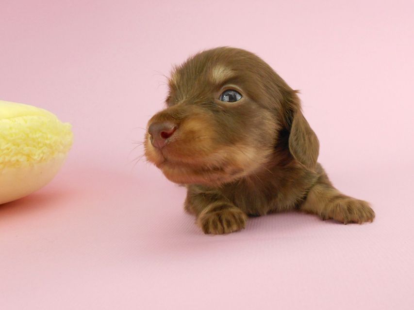 カニンヘンダックス パセリ & ナイトの子犬 チョコイエロー（チョコクリーム） 男の子 お写真初登場