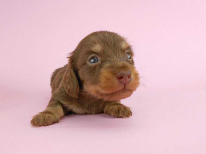 カニンヘンダックス パセリ & ナイトの子犬 チョコイエロー（チョコクリーム） 男の子 お写真初登場