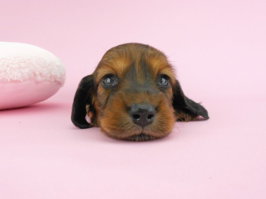 カニンヘンダックス キュリ & 竹千代の子犬 レッド 女の子（1） お写真初登場