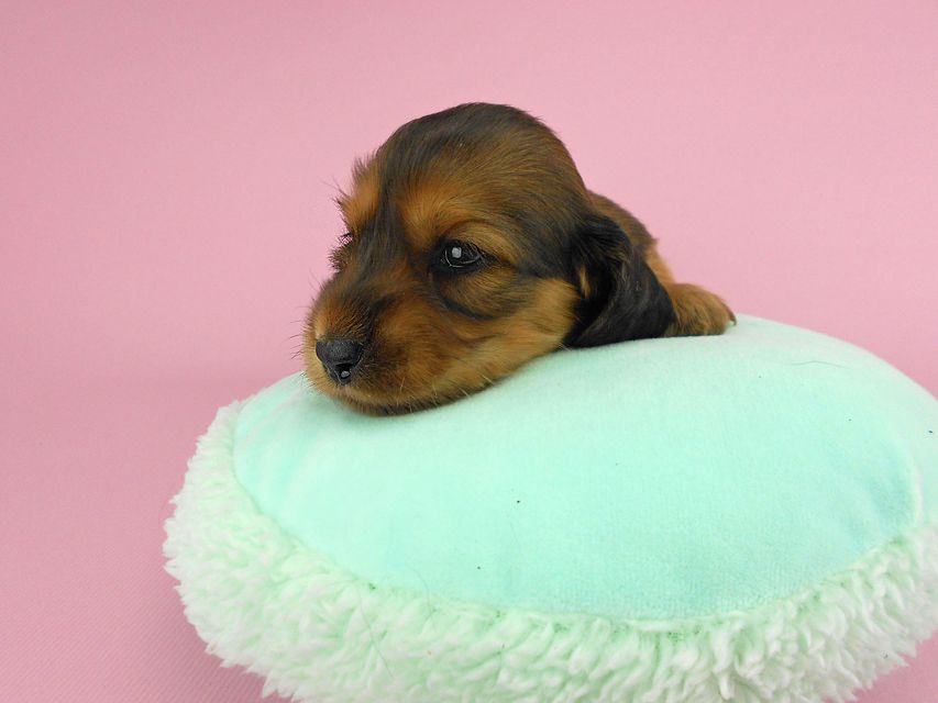カニンヘンダックス キュリ & 竹千代の子犬 レッド 女の子（2） お写真初登場