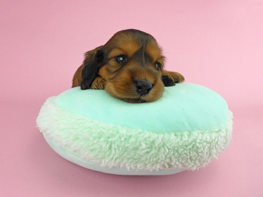 カニンヘンダックス キュリ & 竹千代の子犬 レッド 女の子（2） お写真初登場