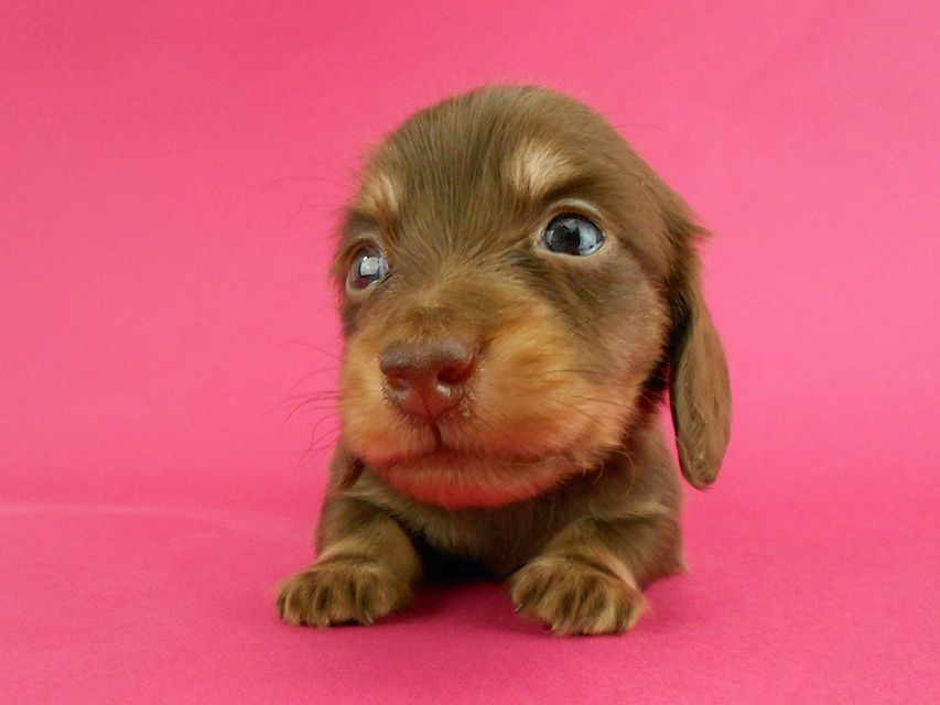 カニンヘンダックス パセリ & ナイトの子犬 チョコイエロー（チョコクリーム） 男の子