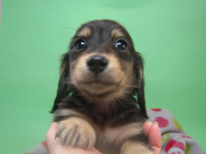 カニンヘン 子犬 ブラック＆クリーム 埼玉県・Ｙ様