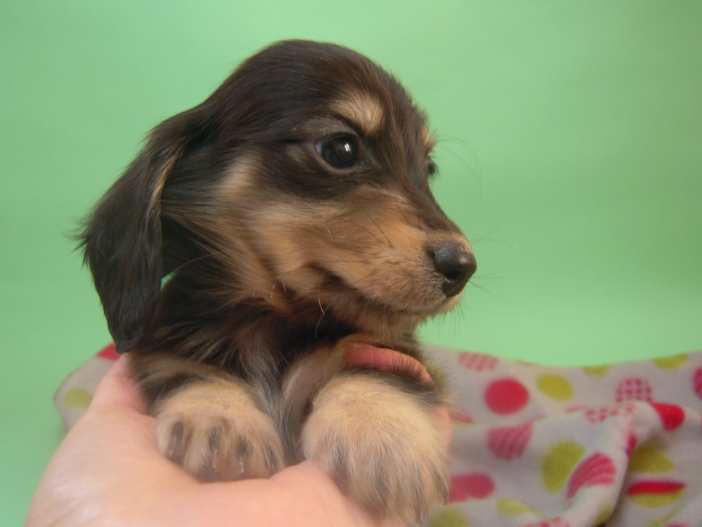 カニンヘン 子犬 ブラック＆クリーム 埼玉県・Ｙ様