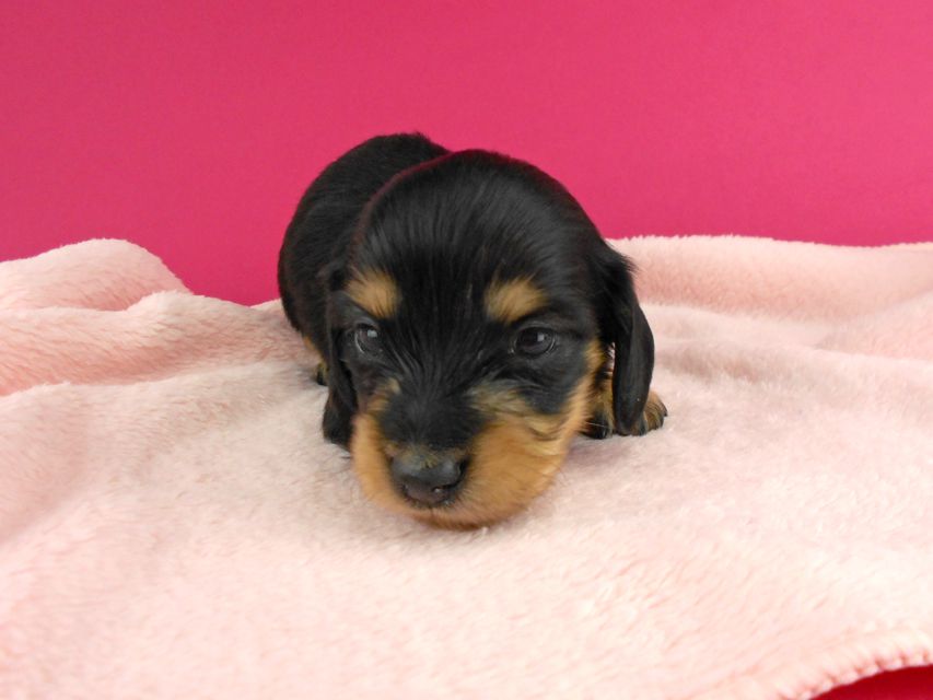 カニンヘンダックス トマト & クッキーの子犬 ブラックイエロー(ブラッククリーム) 女の子 お写真初登場DSCN1162 カニンヘンダックス トマト & クッキーの子犬 ブラックイエロー(ブラッククリーム) 女の子 お写真初登場