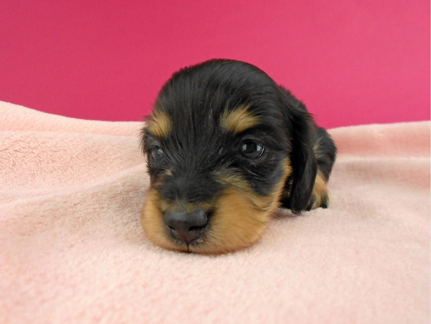 カニンヘンダックス トマト & クッキーの子犬 ブラックイエロー(ブラッククリーム) 女の子 お写真初登場DSCN1167 カニンヘンダックス トマト & クッキーの子犬 ブラックイエロー(ブラッククリーム) 女の子 お写真初登場