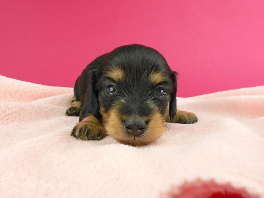 カニンヘンダックス トマト & クッキーの子犬 ブラックイエロー(ブラッククリーム) 女の子 お写真初登場DSCN1170 カニンヘンダックス トマト & クッキーの子犬 ブラックイエロー(ブラッククリーム) 女の子 お写真初登場