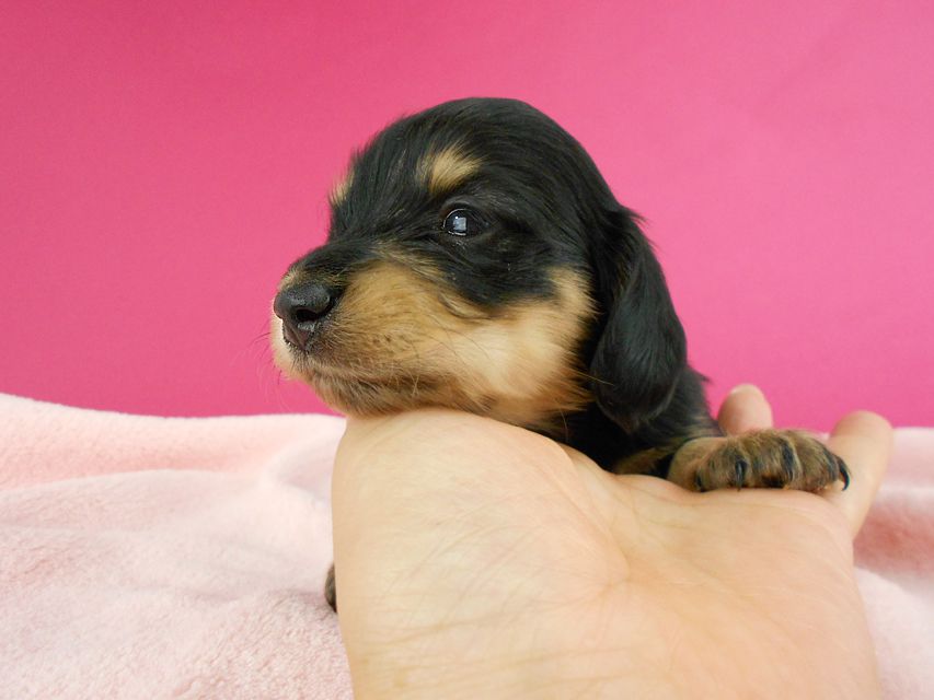 カニンヘンダックス トマト & クッキーの子犬 ブラックイエロー(ブラッククリーム) 女の子 お写真初登場DSCN1176 カニンヘンダックス トマト & クッキーの子犬 ブラックイエロー(ブラッククリーム) 女の子 お写真初登場
