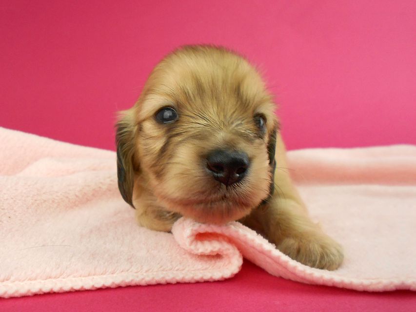 カニンヘンダックス トマト & クッキーの子犬 イエロー（クリーム） 女の子 お写真初登場