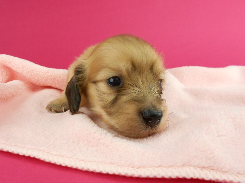 カニンヘンダックス トマト & クッキーの子犬 イエロー（クリーム） 女の子 お写真初登場