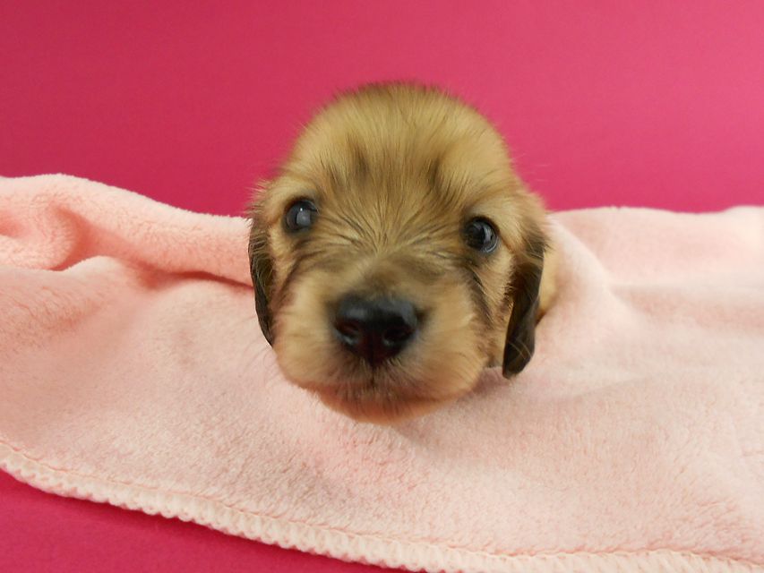 カニンヘンダックス トマト & クッキーの子犬 イエロー（クリーム） 女の子 お写真初登場