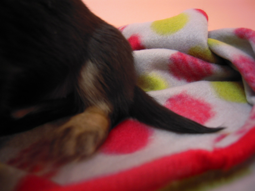 カニンヘン 子犬 ブラック&クリーム 大阪府・k様 カニンヘン 子犬 ブラック&クリーム 大阪府・k様