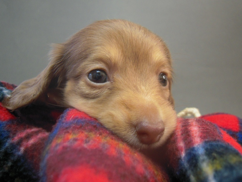 カニンヘン 子犬　クリーム　埼玉県・Ｍ様