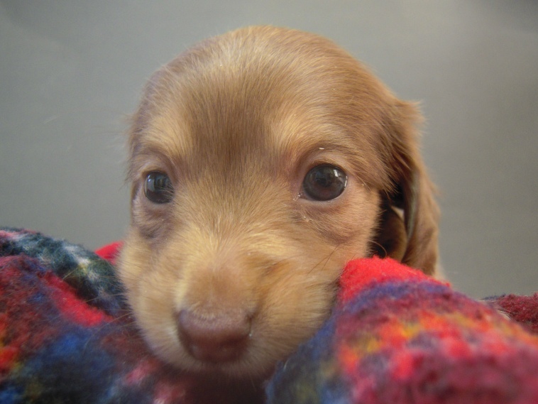 カニンヘン 子犬　クリーム　埼玉県・Ｍ様