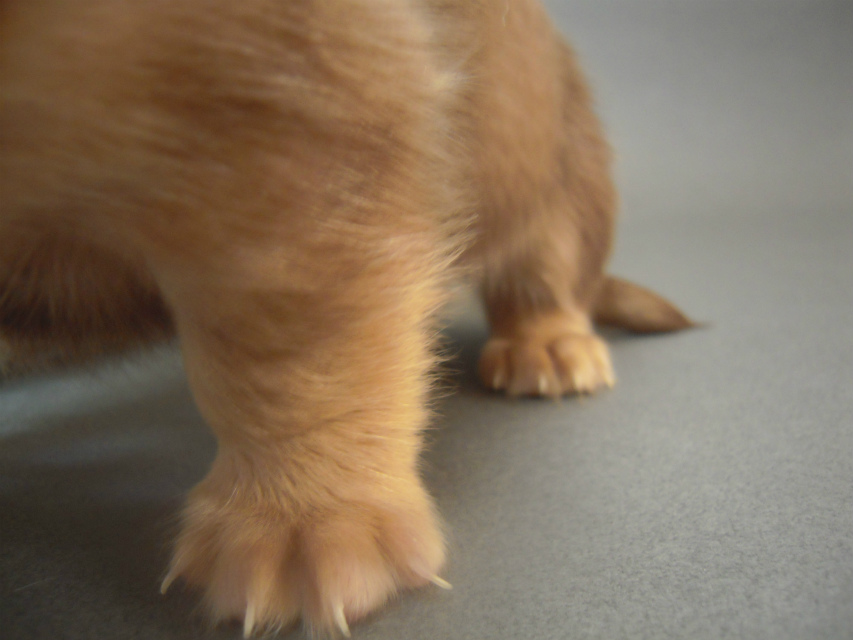 カニンヘン 子犬　クリーム　埼玉県・Ｍ様