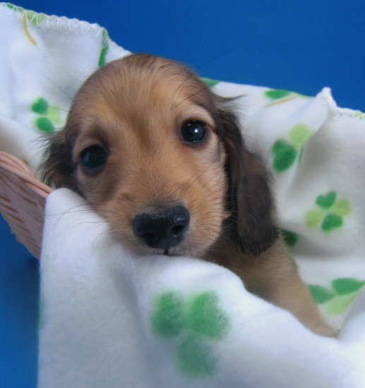 カニンヘン 子犬 シェーデットクリーム　東京都・Ｉ様