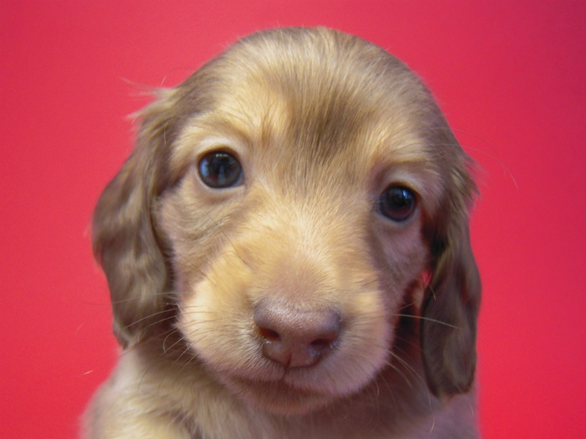 カニンヘン 子犬 クリーム　男の子 ベルサスの赤ちゃん　12/3生まれ