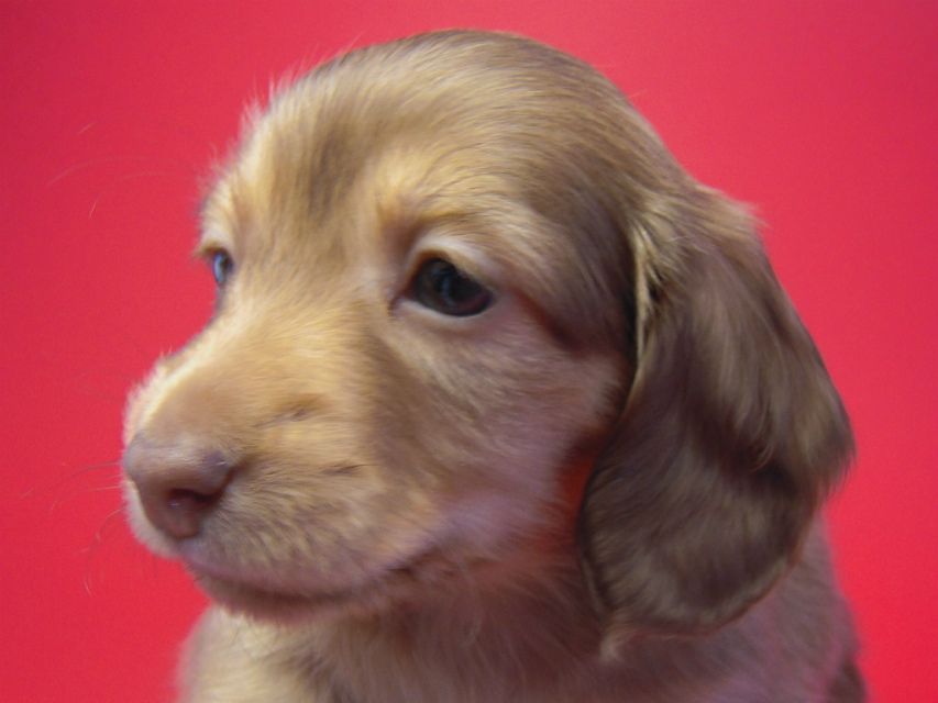 カニンヘン 子犬 クリーム　男の子 ベルサスの赤ちゃん　12/3生まれ