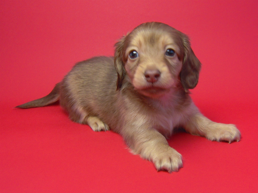 カニンヘン 子犬 クリーム　男の子 ベルサスの赤ちゃん　12/3生まれ