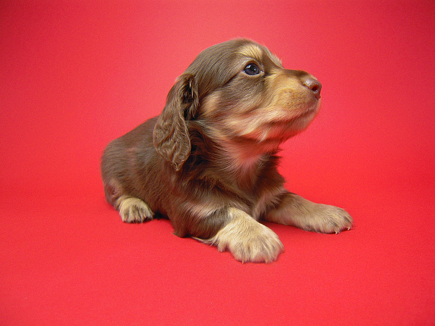 カニンヘン 子犬 チョコ＆クリーム 男の子 ティアラの赤ちゃん 12/14生まれ