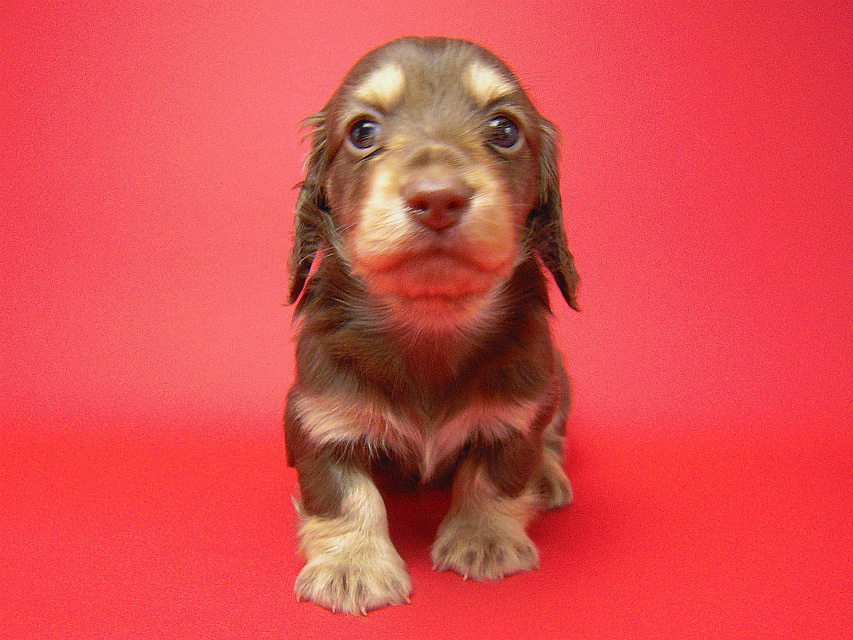 カニンヘン 子犬 チョコ＆クリーム 男の子 ティアラの赤ちゃん 12/14生まれ