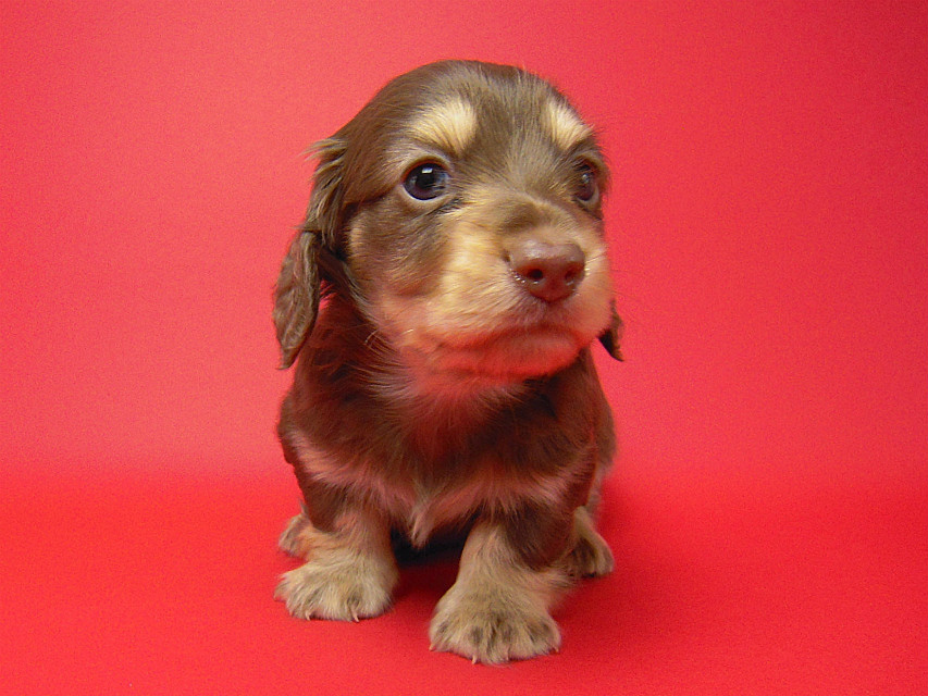 カニンヘン 子犬 チョコ＆クリーム 男の子 ティアラの赤ちゃん 12/14生まれ