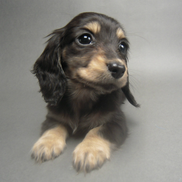 カニンヘン 子犬 ブラック＆クリーム 女の子 しずるの赤ちゃん 11/18生まれ