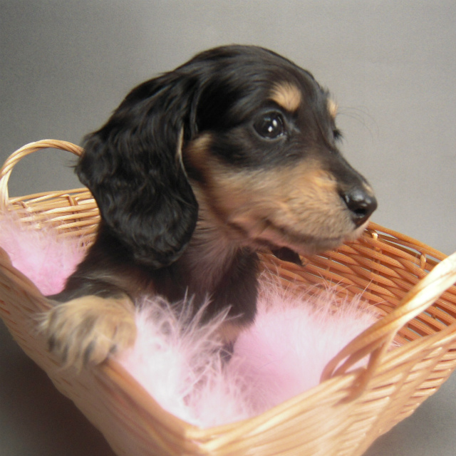 カニンヘン 子犬 ブラック＆クリーム 女の子 しずるの赤ちゃん 11/18生まれ