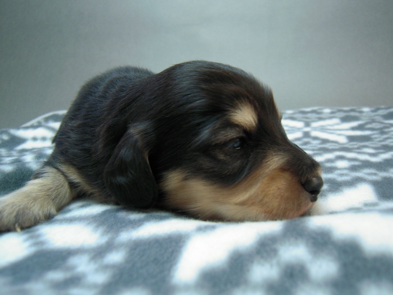 カニヘン 子犬 マロの男の子 ブラック&クリーム カニヘン 子犬 マロの男の子 ブラック&クリーム