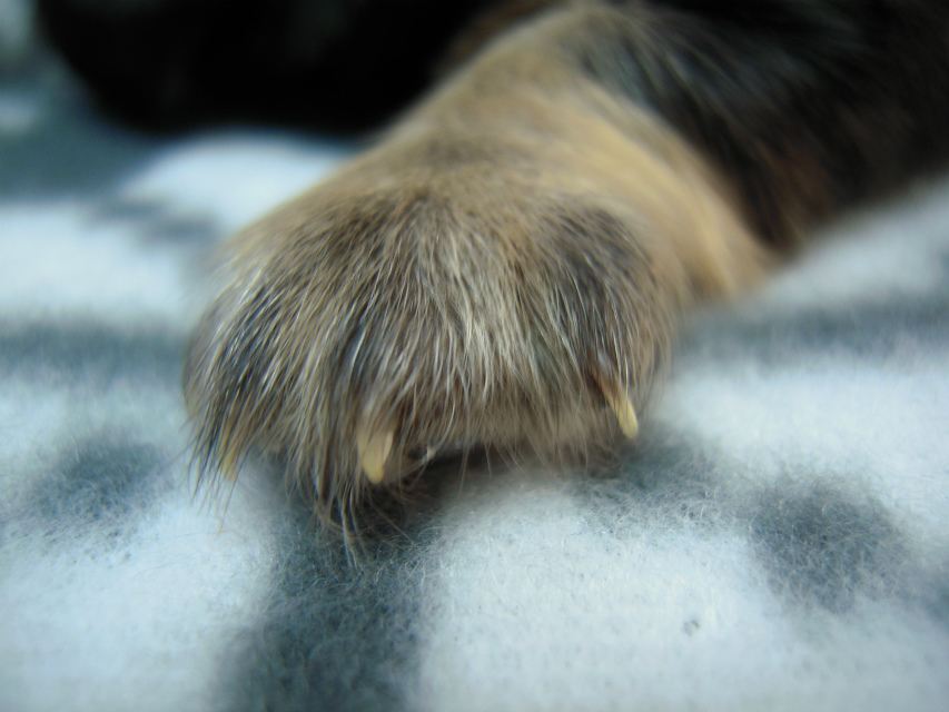 カニヘン 子犬 マロの男の子 ブラック&クリーム カニヘン 子犬 マロの男の子 ブラック&クリーム