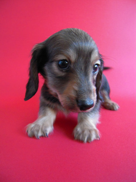 ミニチュアダックス 子犬 シェーデットクリーム ミニチュアダックス 子犬 シェーデットクリーム