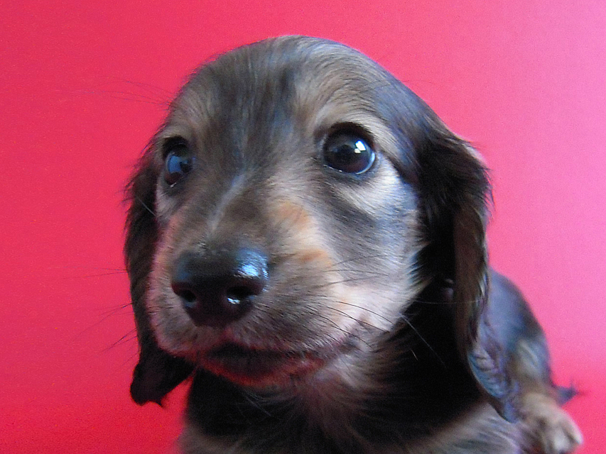 ミニチュアダックス 子犬 シェーデットクリーム ミニチュアダックス 子犬 シェーデットクリーム