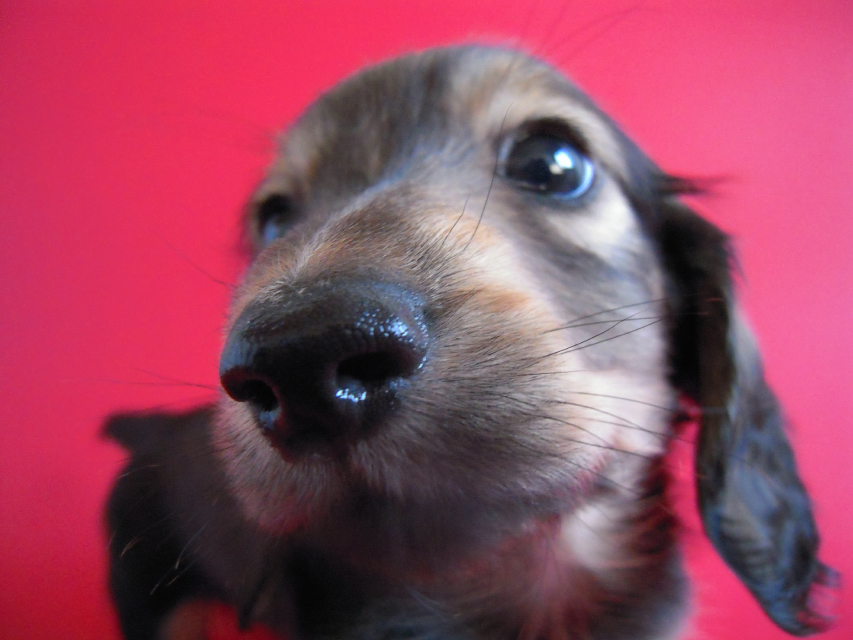 ミニチュアダックス 子犬 シェーデットクリーム ミニチュアダックス 子犬 シェーデットクリーム