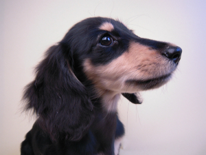 あんずの赤ちゃん カニンヘン 子犬 ブラック&クリーム 女の子 7/30生まれ