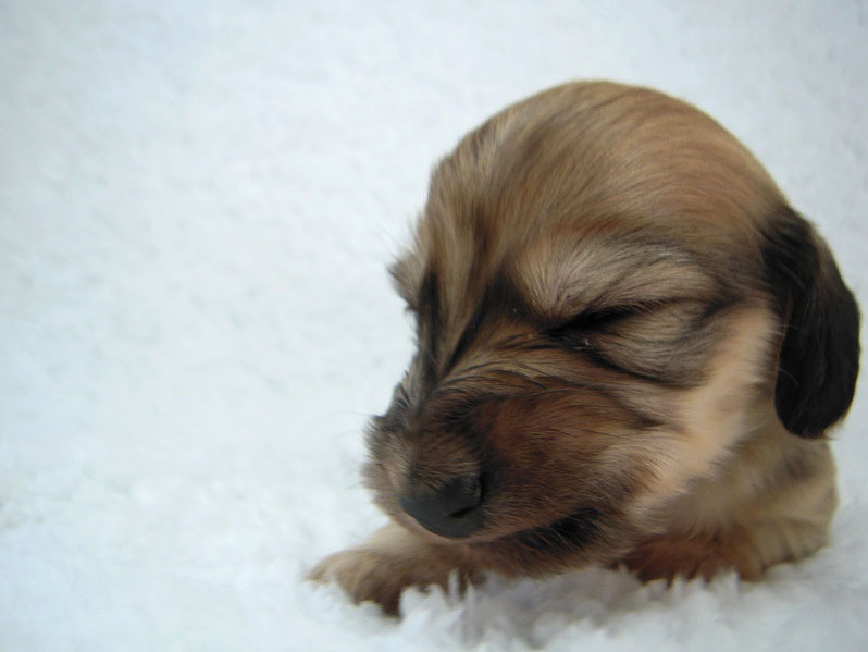 カニヘン　子犬　シェーデットクリーム女の子