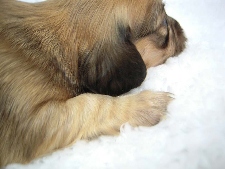 カニヘン　子犬　シェーデットクリーム女の子