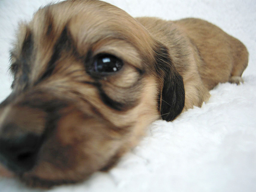 カニヘン　子犬　シェーデットクリーム女の子