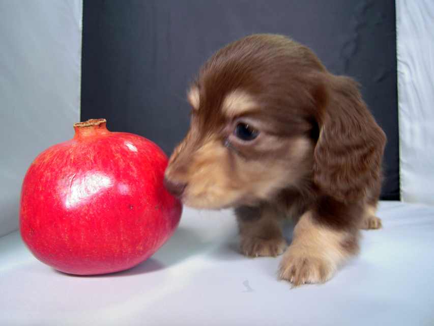 カニンヘン 子犬 チョコ＆クリーム 男の子 エルナの赤ちゃん 10/11生まれ