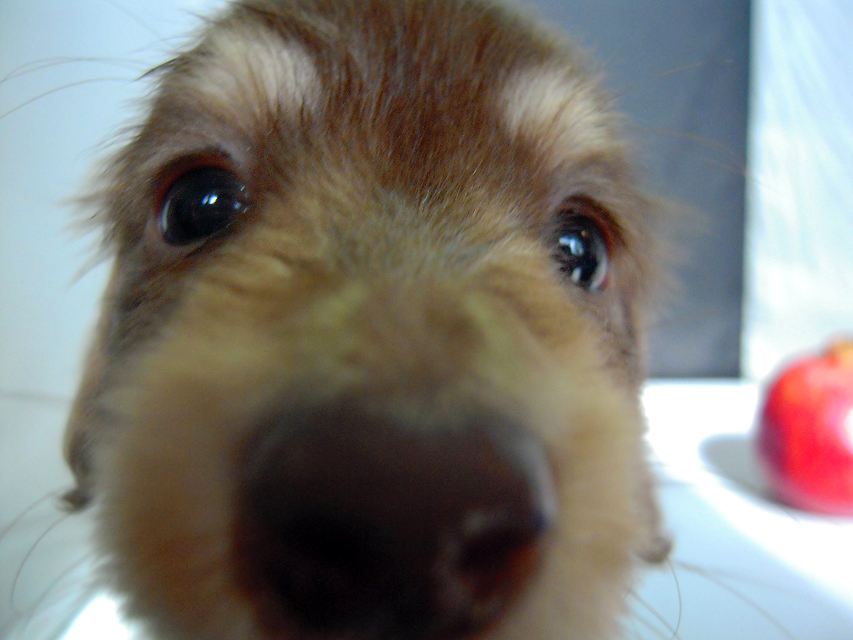 カニンヘン 子犬 チョコ＆クリーム 男の子 エルナの赤ちゃん 10/11生まれ