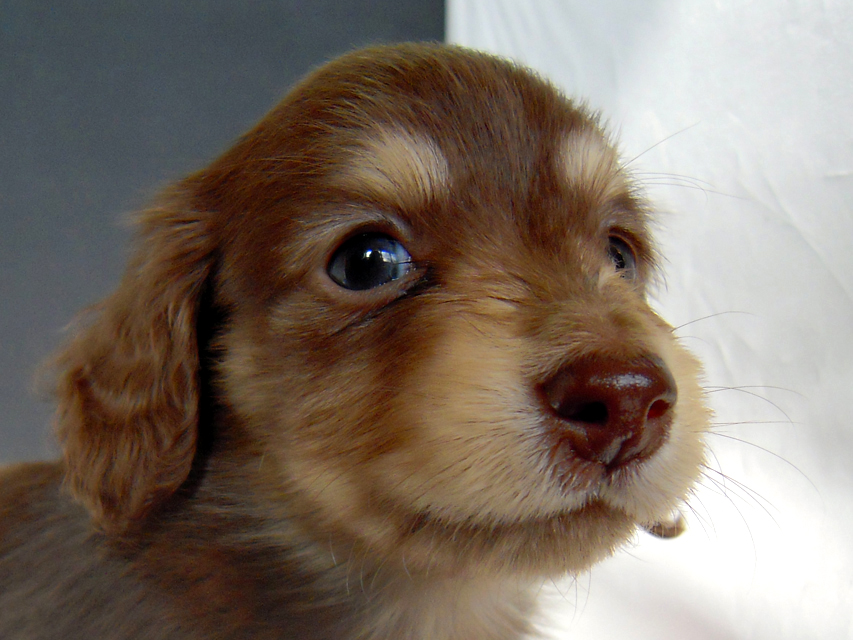 カニンヘン 子犬 チョコ＆クリーム 男の子 エルナの赤ちゃん 10/11生まれ