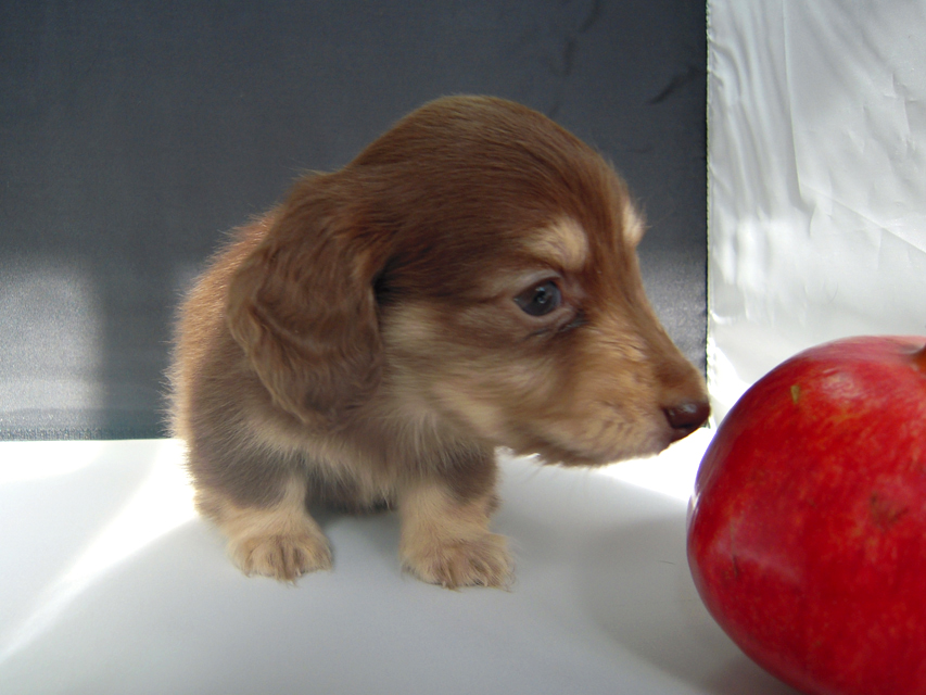 カニンヘン 子犬 チョコ＆クリーム 男の子 エルナの赤ちゃん 10/11生まれ