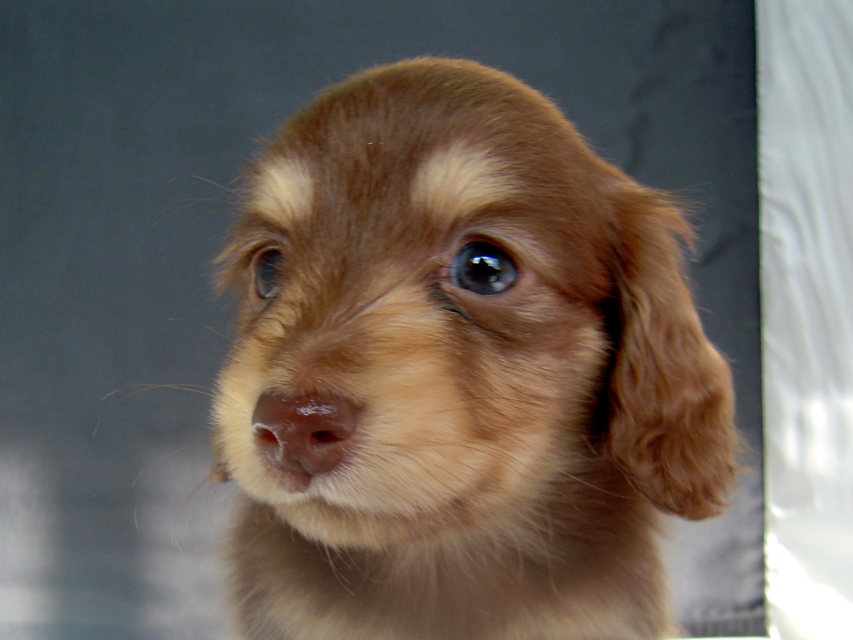 カニンヘン 子犬 チョコ＆クリーム 男の子 エルナの赤ちゃん 10/11生まれ