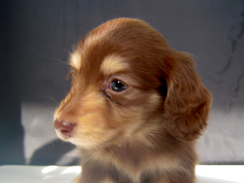 カニンヘン 子犬 チョコ＆クリーム 男の子 エルナの赤ちゃん 10/11生まれ