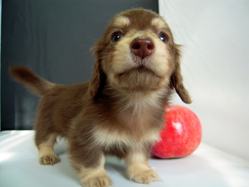 カニンヘン 子犬 チョコ＆クリーム 男の子 エルナの赤ちゃん 10/11生まれ