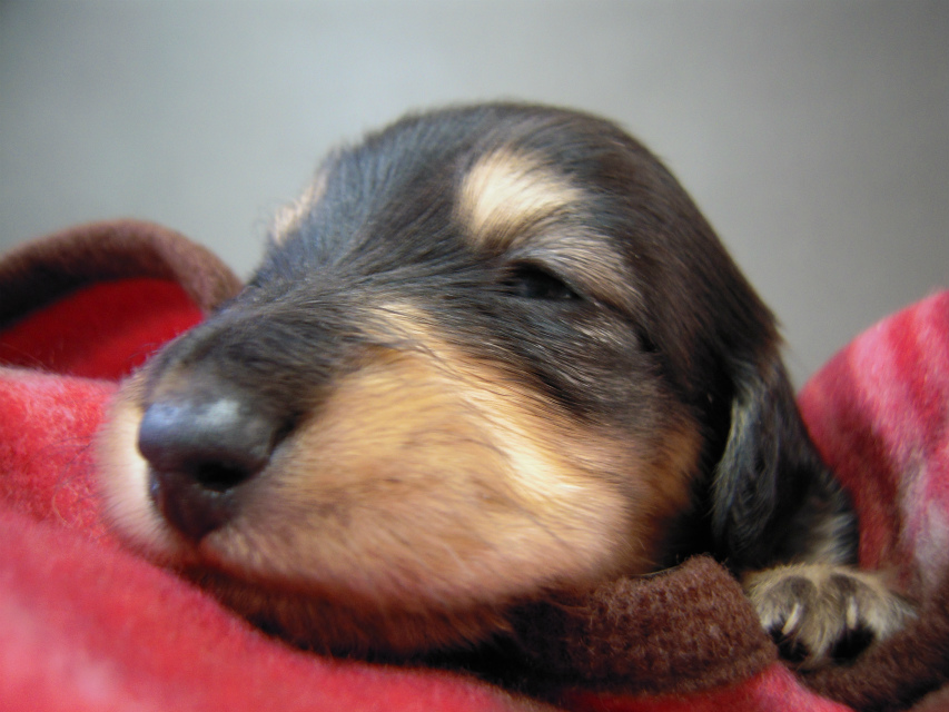 カニヘン　子犬　ブラクリ女の子　東京都大田区Ｓ様
