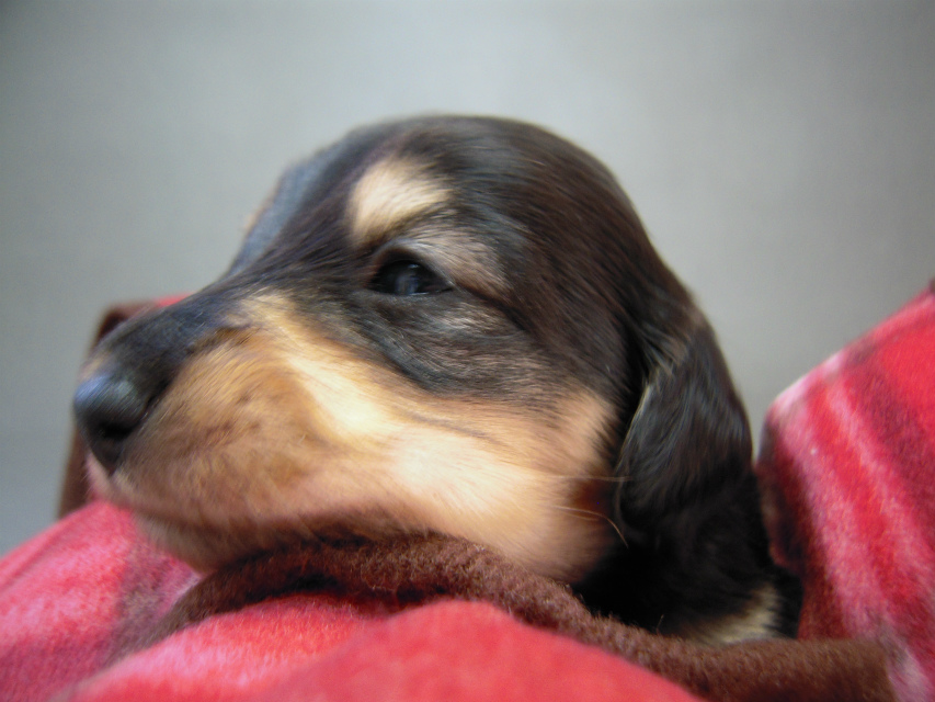 カニヘン　子犬　ブラクリ女の子　東京都大田区Ｓ様
