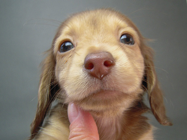 カニヘン　子犬　クリーム女の子　埼玉県・Ｍ様